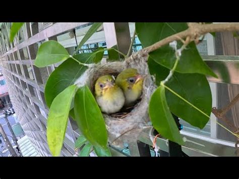 鳥來家裡築巢 風水